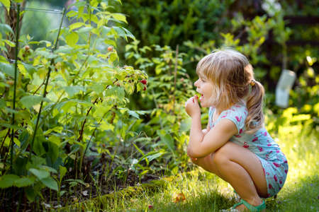 Happy little preschool girl picking and eating healthy raspberries in domestic garden in summer, on sunny day. Child having fun with helping. Kid on raspberry farm, ripe red berries.の写真素材