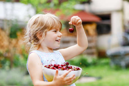 Little preschool girl picking and eating ripe cherries from tree in garden. Happy toddler child holding fresh fruits. Healthy organic berry cherry fruit, summer harvest season.の写真素材