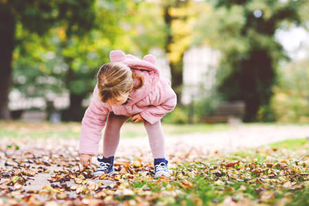 Adorable cute toddler girl picking chestnuts in a park on autumn day. Happy child having fun with searching chestnut and foliage. Autumnal activities with children.の写真素材