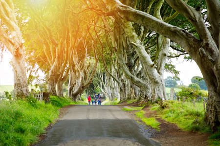 Spectacular Dark Hedges in County Antrim, Northern Ireland on cloudy foggy day. Avenue of beech trees along Bregagh Road between Armoy and Stranocum. Empty road without touristsの写真素材