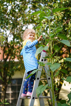 Little preschool girl with huge sunflower in domestic garden. Happy child learn gardening, planting and cultivating flower and plant. Kids and ecology, environment concept.の写真素材