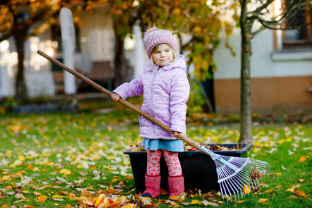Little toddler girl working with rake in autumn garden or park. Adorable happy healthy child having fun with helping of fallen leaves from trees. Cute helper outdoors. child learning help parentsの写真素材