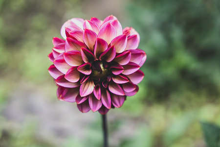 Close-up of pink and red blooming dahlia flower.の写真素材