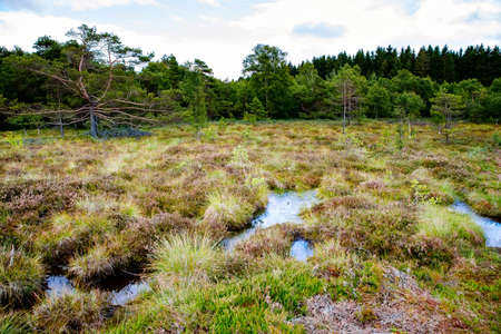 Black moor nature landscape called Schwarzes Moor in Germany, Bavaria and Hesse region.の写真素材
