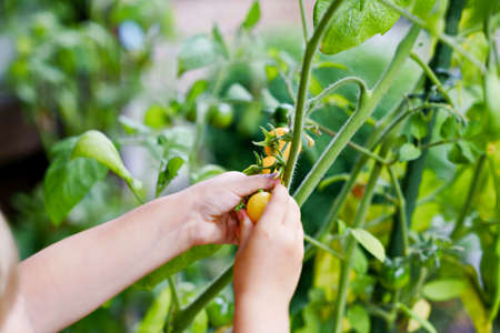 Closeup of little preschool girl picking ripe tomatoes in domestic garden and greenhouse. Happy little child harvesting. Children learning cultivate vegetables. Healthy fresh food. No face.の写真素材