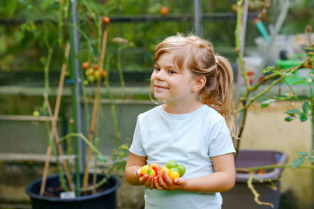Little preschool girl picking ripe tomatoes in domestic garden and greenhouse. Happy little child harvesting. Children learning cultivate vegetables. Healthy fresh food.の写真素材