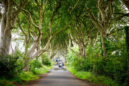 Spectacular Dark Hedges in County Antrim, Northern Ireland on cloudy foggy day. Avenue of beech trees along Bregagh Road between Armoy and Stranocum. Empty road without touristsの写真素材