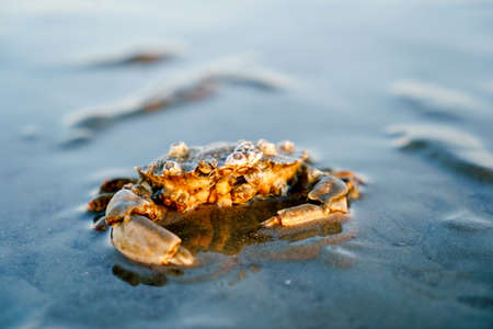 Crab in North Sea, Germany, Schleswig Holstein on ground of sea, by tide, ebb and flow.の写真素材