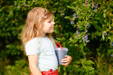 Little preschool girl picking fresh berries on blueberry field. Toddler child pick blue berry on organic orchard farm. Toddler farming. Preschooler gardening. Summer family fun. Healthy bio food.の写真素材