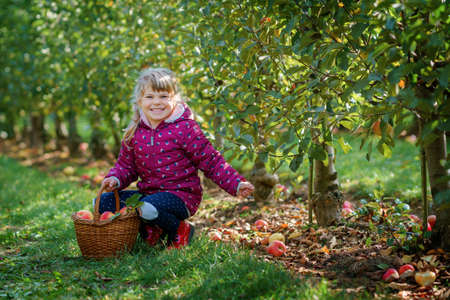 Little preschool girl in colorful clothes with basket of red apples in organic orchard. Happy toddler child picking healthy fruits from trees and having fun. Little helper and farmer. Harvest time.の写真素材