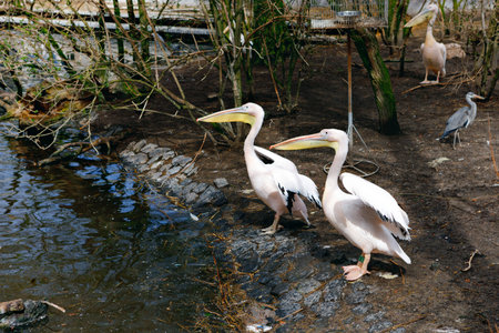 Great pink pelicans in a zoo. Big birds on sunny day.
