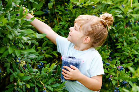 Little preschool girl picking fresh berries on blueberry field. Toddler child pick blue berry on organic orchard farm. Toddler farming. Preschooler gardening. Summer family fun. Healthy bio food.の写真素材