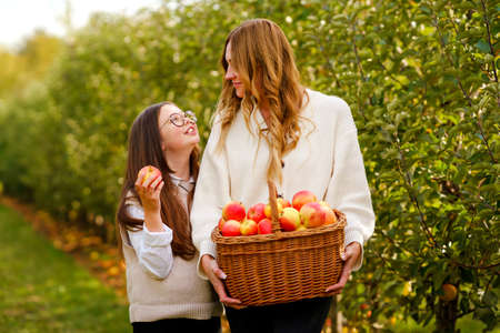 Happy school girl and beautiful mother with red apples in organic orchard. Happy woman and kid daughter picking ripe fruits from trees and having fun in garden. Harvest season for family.の写真素材