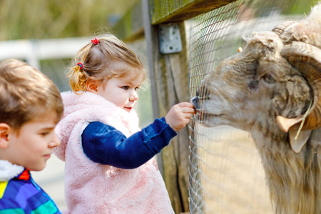 Two children cute toddler girl and school kid boy feeding little goats and sheeps on a kids farm. Happy healthy siblings brother and sister petting animals in the zoo. Exciting family weekend.の写真素材