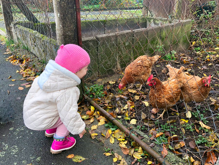 Adorable cute toddler girl feeding chicken in a wild animal farm. Happy child with domestic birds on cold day. Excited and happy girl with farm birdの写真素材
