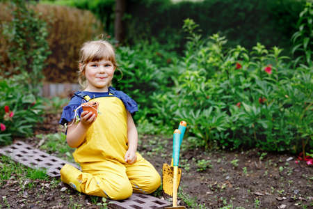 Little preschool girl planting seedlings of sunflowers in domestic garden. Toddler child learn gardening, planting and cultivating flower and plant. Kids and ecology, environment concept.の写真素材