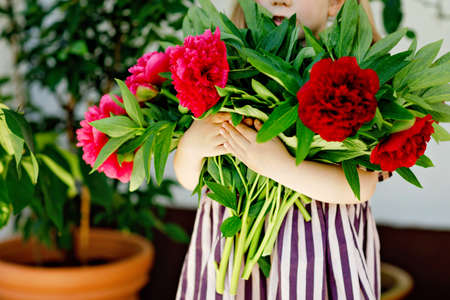 Close-up of huge bouquet of blossoming red and pink peony flowers holding in hands of little toddler girl. Close up of blooming flower arrangement. Child with peonies for mother or birthday.の写真素材