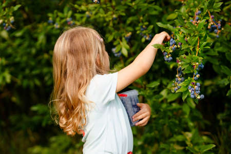 Little preschool girl picking fresh berries on blueberry field. Toddler child pick blue berry on organic orchard farm. Toddler farming. Preschooler gardening. Summer family fun. Healthy bio food.の写真素材