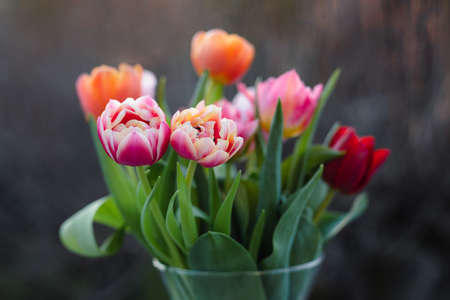 Multicolored tulips in a vase, beautiful spring flowers.の写真素材