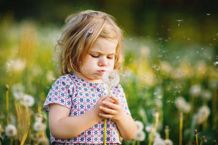 Adorable cute little baby girl blowing on a dandelion flower on the nature in the summer. Happy healthy beautiful toddler child with blowball, having fun. Bright sunset light, active kid.の写真素材