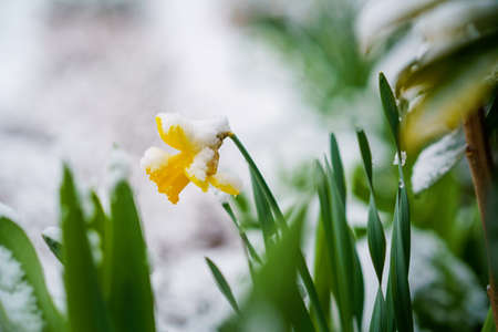 yellow daffodils in a pot on a background of snow. Spring, Easter conceptの写真素材