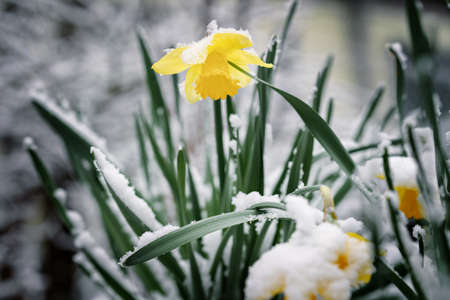 yellow daffodils in a pot on a background of snow. Spring, Easter conceptの写真素材