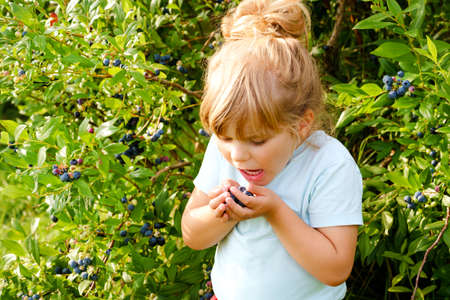 Little preschool girl picking fresh berries on blueberry field. Toddler child pick blue berry on organic orchard farm. Toddler farming. Preschooler gardening. Summer family fun. Healthy bio food.の写真素材