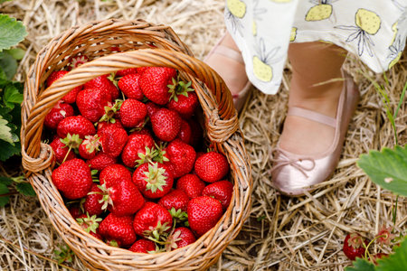 Closeup of little toddler girl picking and eating healthy strawberries on organic berry farm in summer, on sunny day. Child helps. Kid on strawberry plantation field, ripe red berries.の写真素材