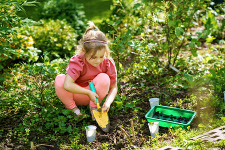 Little happy preschool girl planting seedlings of sunflowers in domestic garden. Toddler child learn gardening, planting and cultivating flower and plant. Kids and ecology, environment concept.の写真素材