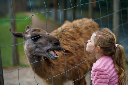 Blond preschool european girl feeding fluffy furry alpacas lama. Happy excited child feeds guanaco in a wildlife park. Family leisure and activity for vacations or weekendの写真素材