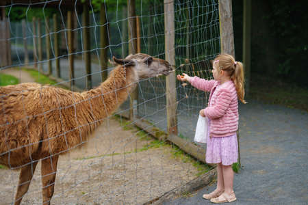Blond preschool european girl feeding fluffy furry alpacas lama. Happy excited child feeds guanaco in a wildlife park. Family leisure and activity for vacations or weekendの写真素材