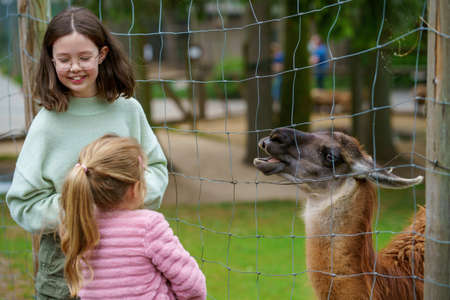 Two little girls, preschool and school sisters feeding fluffy furry alpacas lama. Happy excited children feeds guanaco in a wildlife park. Family leisure and activity for vacations or weekendの写真素材