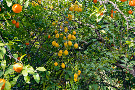 Orange and lemon tree with fruits on its branches, Andalucia, Spain. Seville.