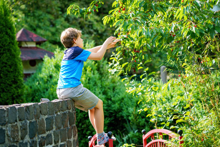 Happy positive preteen boy picking cherry berries from tree in domestic garden. children and family activity pick cerries from the tree during u-pick season at the farmの写真素材