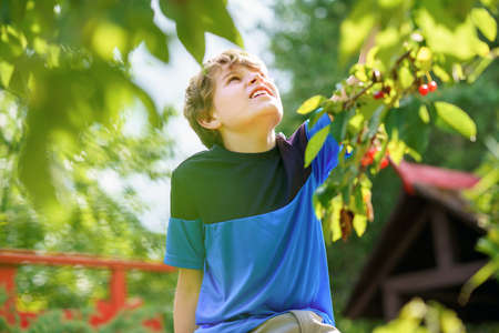 Happy positive preteen boy picking cherry berries from tree in domestic garden. children and family activity pick cerries from the tree during u-pick season at the farmの写真素材