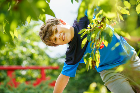 Happy positive preteen boy picking cherry berries from tree in domestic garden. children and family activity pick cerries from the tree during u-pick season at the farmの写真素材