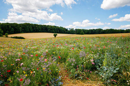 Landscape with field with summer flowers. Beautiful view with sky and path, trees and wildflower...