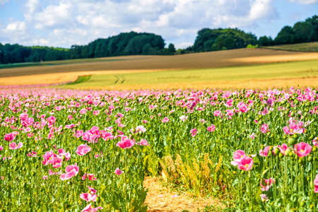 Panorama of a field of rose corn poppy. Beautiful landscape view on summer meadow. Germany.の写真素材