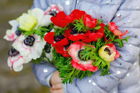 Closeup of little toddler lovely girl hands with red and white ranunculus flowers in spring garden. Close-up of baby holding fresh colorful bouquet as gift for mothers day for mum.の写真素材