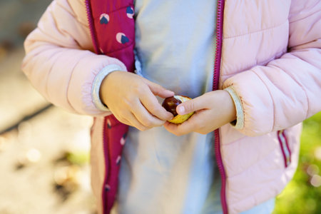 Adorable cute toddler girl picking chestnuts in a park on autumn day. Happy child having fun with searching chestnut and foliage. Autumnal activities with children.の写真素材