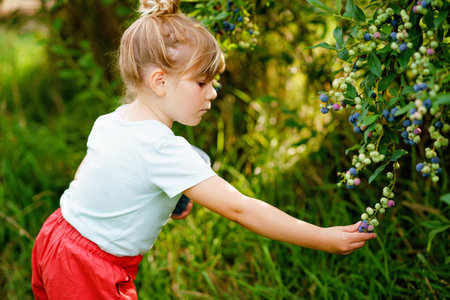 Little preschool girl picking fresh berries on blueberry field. Toddler child pick blue berry on organic orchard farm. Toddler farming. Preschooler gardening. Summer family fun. Healthy bio food.の写真素材