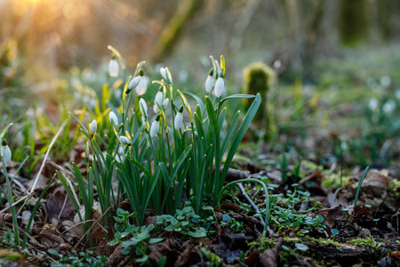 Blossoming snowdrop flowers in forest on sunny spring day. Lot of snowdrops, flower meadow. Beautiful springtime.の写真素材