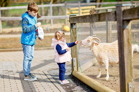 Two children cute toddler girl and school kid boy feeding little goats and sheeps on a kids farm. Happy healthy siblings brother and sister petting animals in the zoo. Exciting family weekend.の写真素材