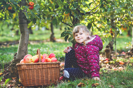 Little preschool girl in colorful clothes with basket of red apples in organic orchard. Happy toddler child picking healthy fruits from trees and having fun. Little helper and farmer. Harvest time.の写真素材