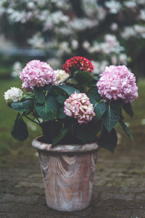 Pink hydrangea flowers in full bloom in clay pot in a garden. Hydrangea bushes blossom on sunny day. Flowering hortensia plant. Blossoming flowers in the springの写真素材