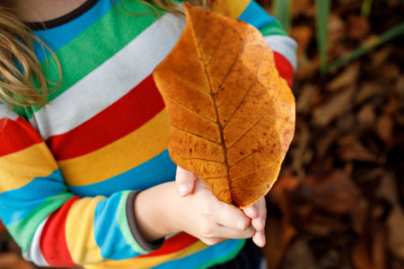 Fall portrait of little preschool girl in autumn park on warm october day with oak and maple leaf. Child with lot of leaves. Family outdoor fun in fall. Kid smiling. Healthy funny child with glasses.の写真素材