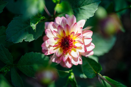 Pink dahlia flower in real garden. Shallow depth of fieldの写真素材