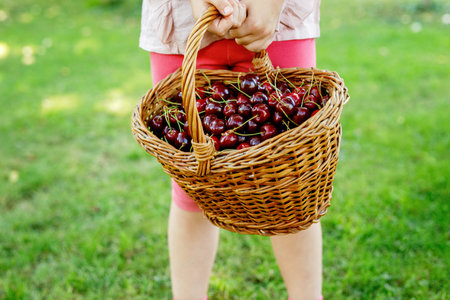 Close-up of preschol child with basket full of ripe cherries berries. Ripe fresh organic cherry fruits.の写真素材