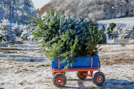 Blue car carriage pushcart or wheelbarrow with a christmas tree on fir tree cutting plantation. Families choosing, cut and felling own xmas tree in forest, family tradition in Germanyの写真素材