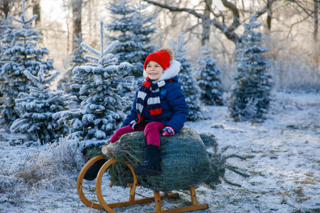 Happy little girl sitting on Christmas tree on sleigh. Cute preschool child on fir tree cutting plantation. Family choosing, cut and felling own xmas tree in forest, family tradition in Germanyの写真素材